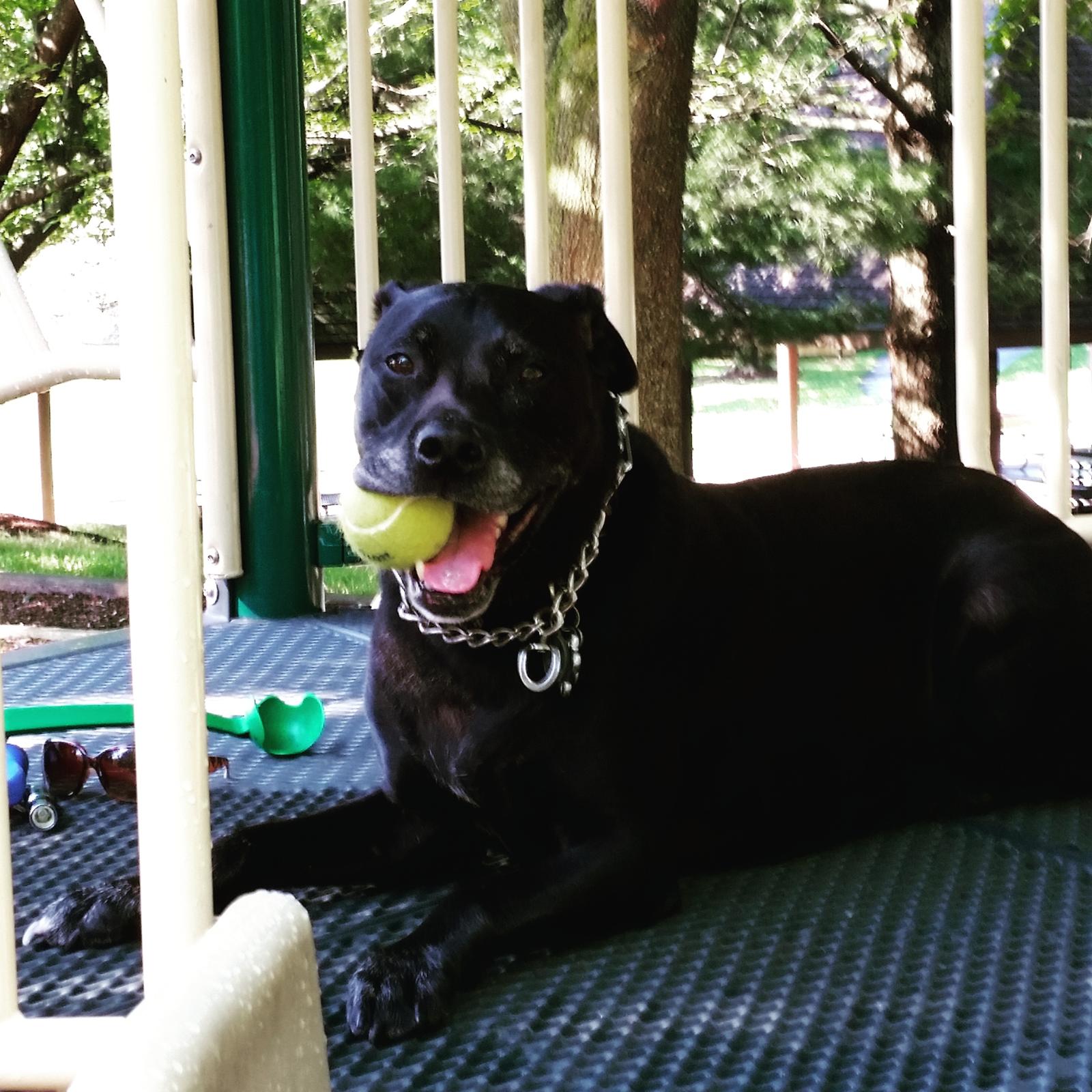 Dexter with a tennis ball at the playground
