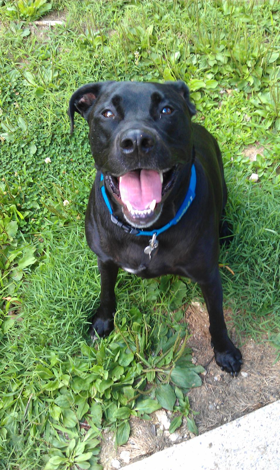 Dexter smiling on the grass with his blue collar