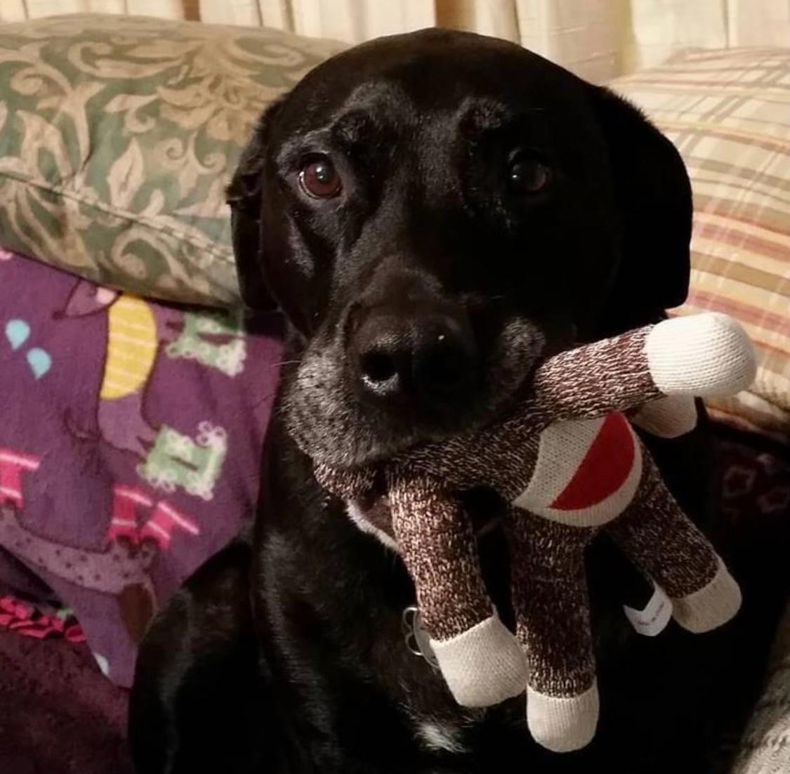 Dexter holding his favorite sock monkey toy