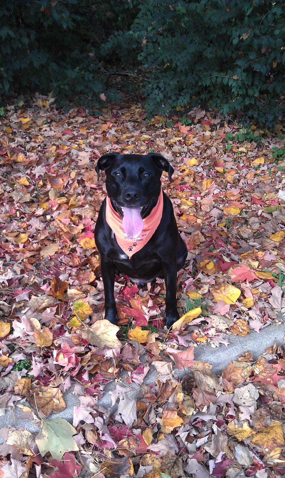 Dexter, the black lab who inspired the name Loyal Companion, wearing his autumn bandana
